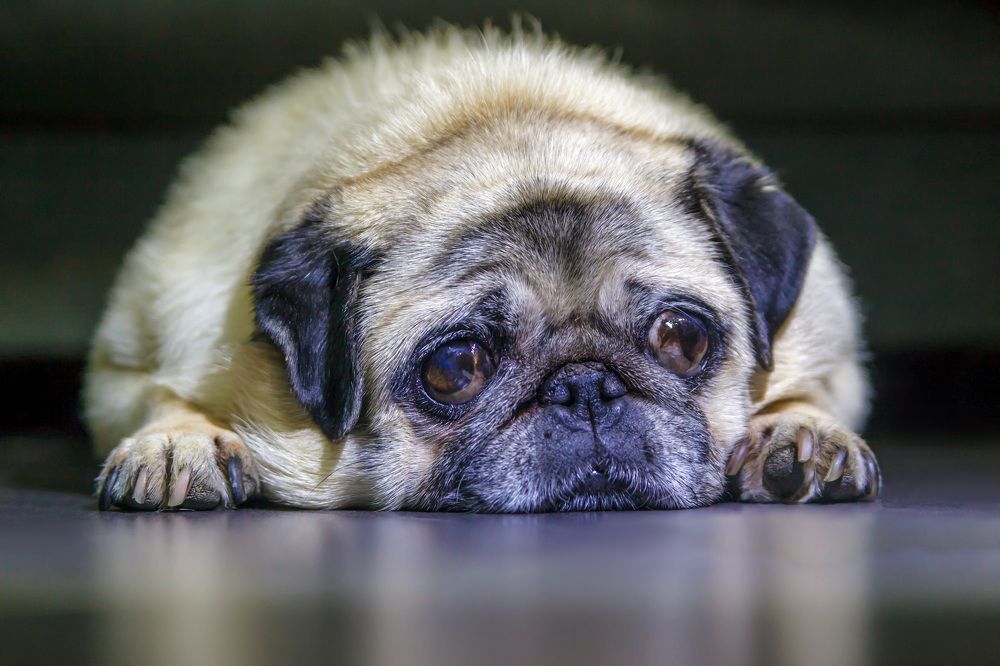 Ну почему ко мне ты равнодушна?