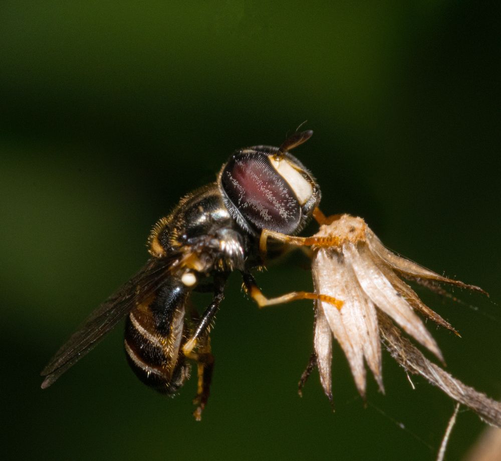 Фотография автора Abhinand R V