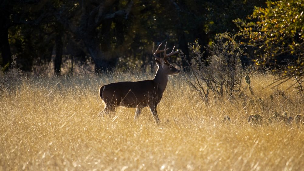 Deer and sunset