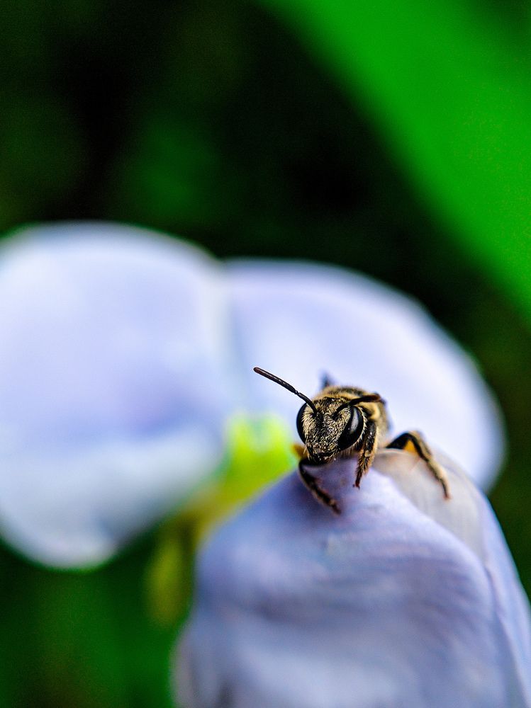 Little Honeybee