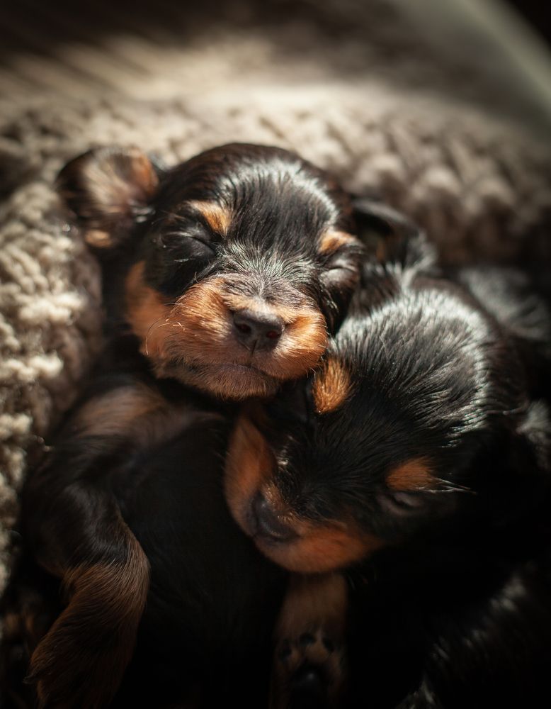 Фотография автора Иван Мамонтов