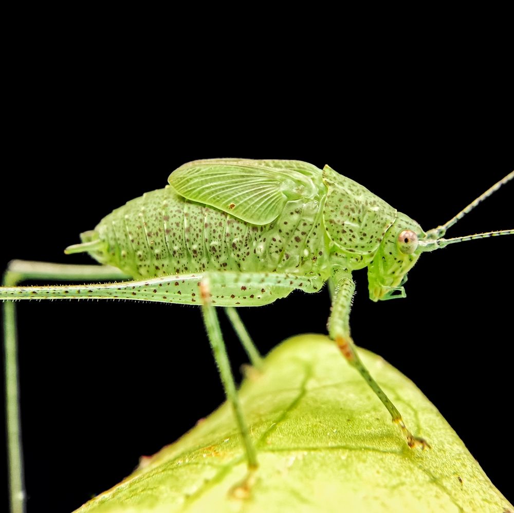 Photograph by Kumar. P Deekshith