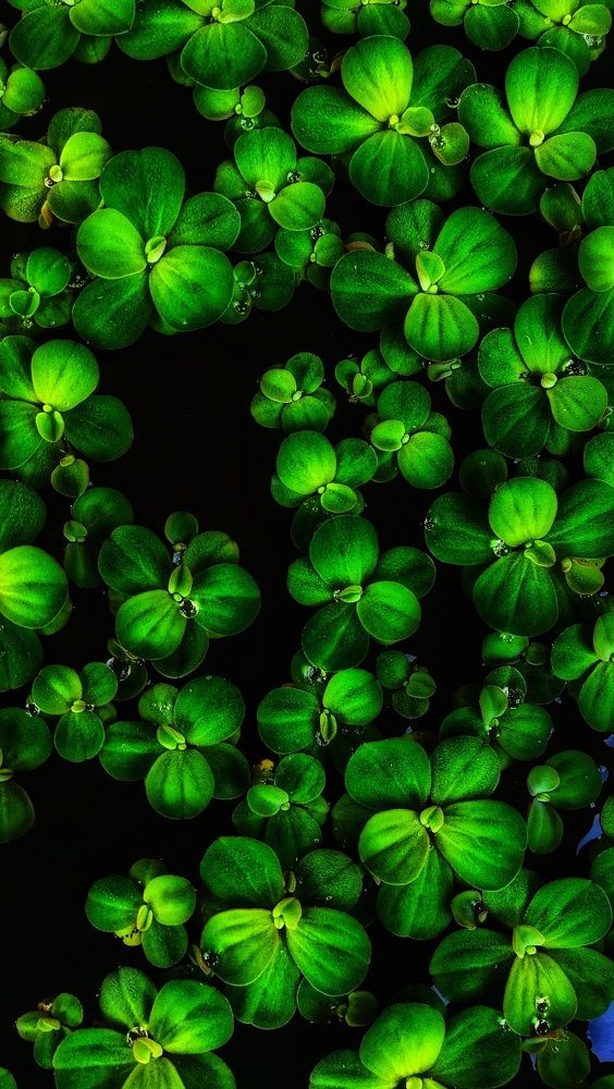 Photograph by Lijo Jose