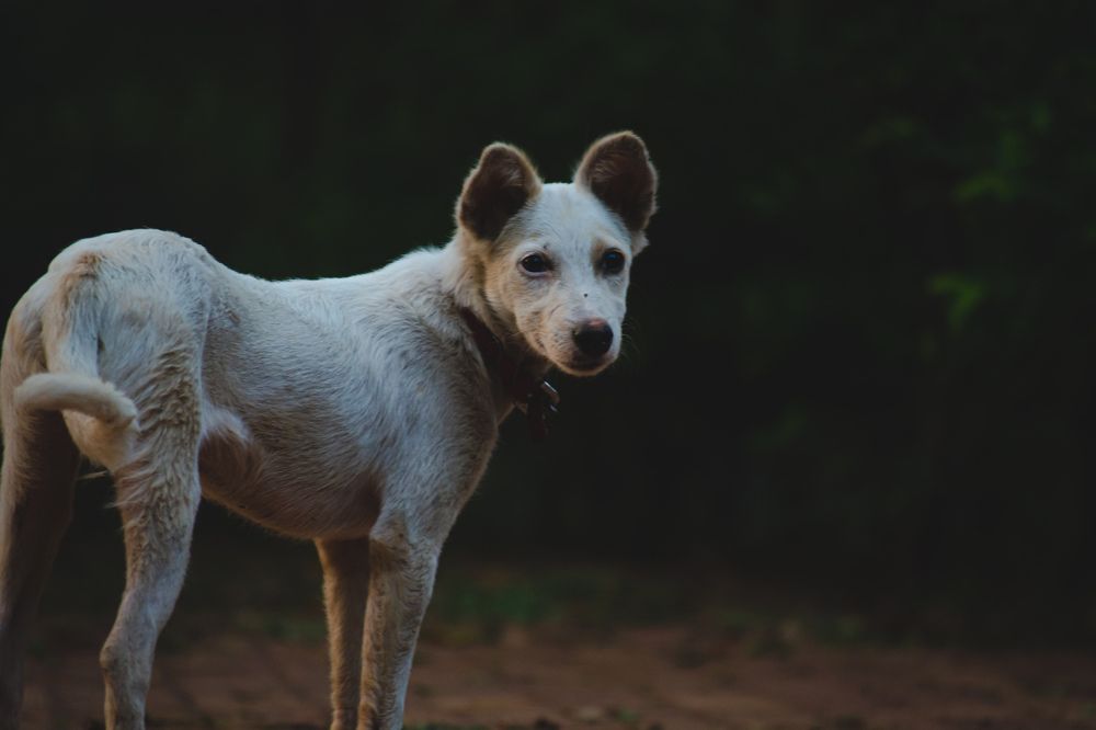 Photograph by uday teja