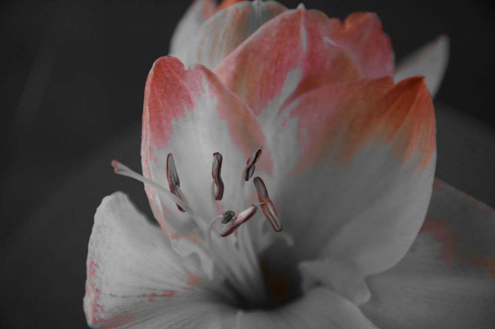 Photograph by Berta Enrico