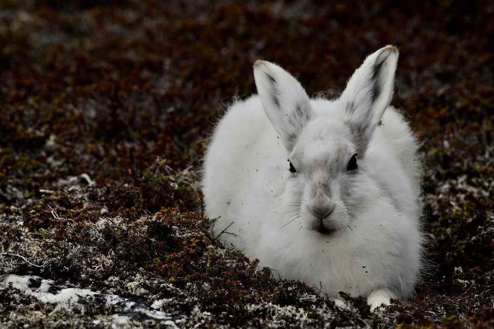 Photograph by karl geisler