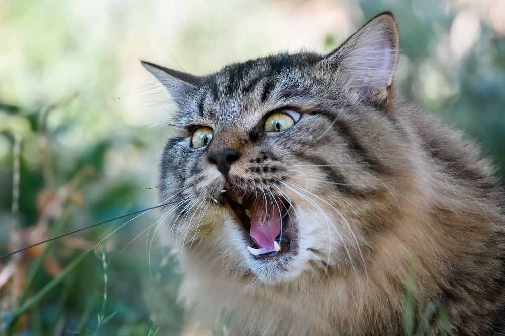 Photograph by Sara Jazbar