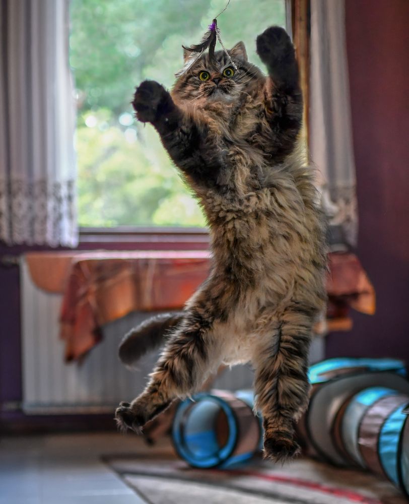 Photograph by Sara Jazbar