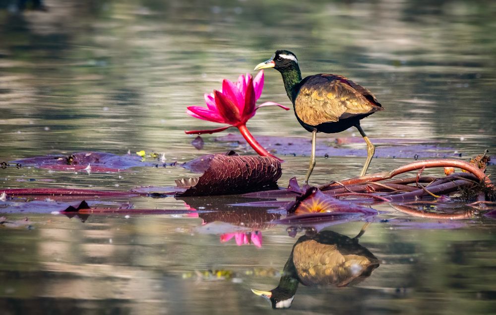 Photograph by Deb Jyoty Roy