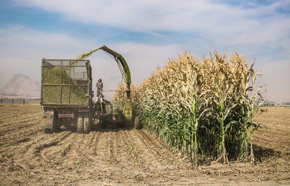 Photograph by safoura asghari