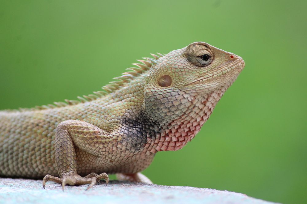 Reptile