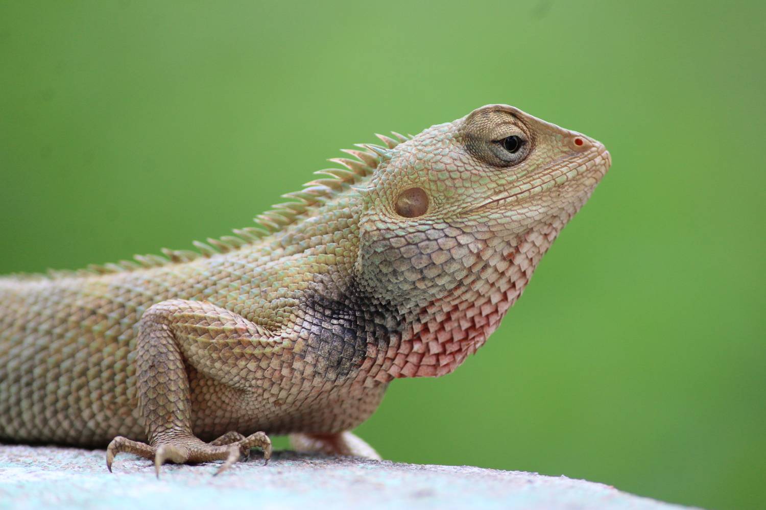 Reptile