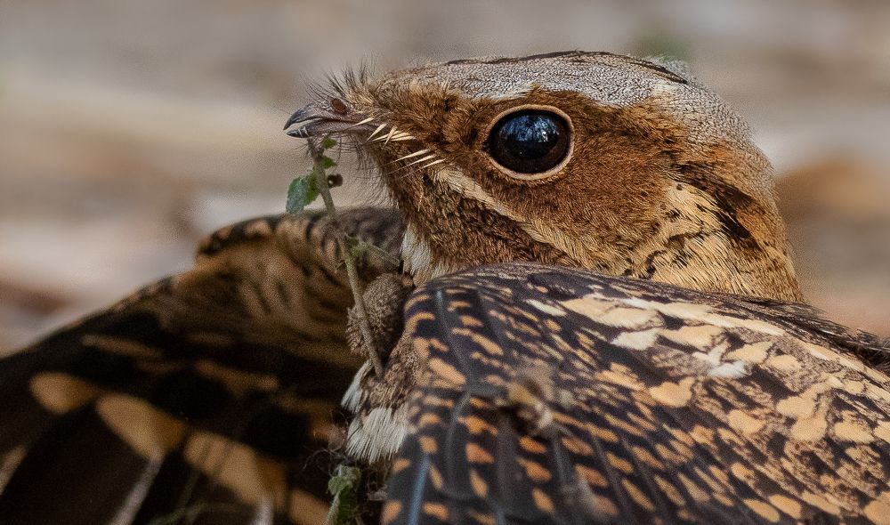 Photograph by Deb Jyoty Roy
