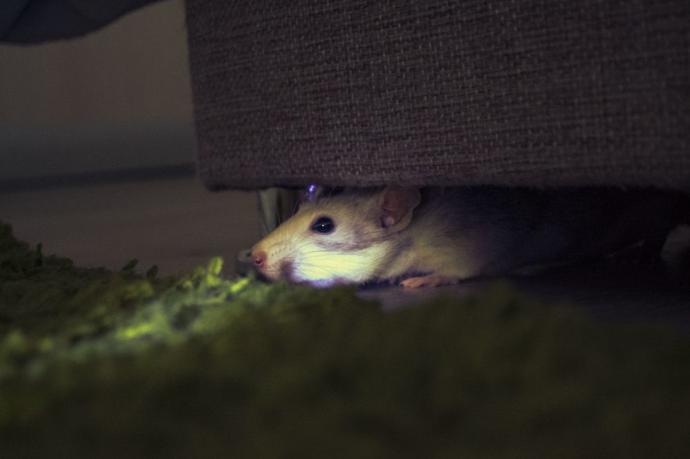 Photograph by Мика Саркисова