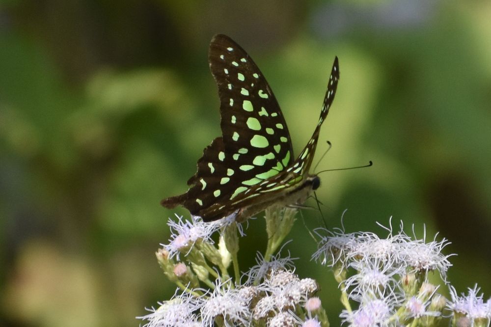 Photograph by Kamal Bhattacharjya
