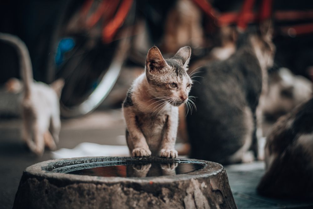 Photograph by Rishabh Parange