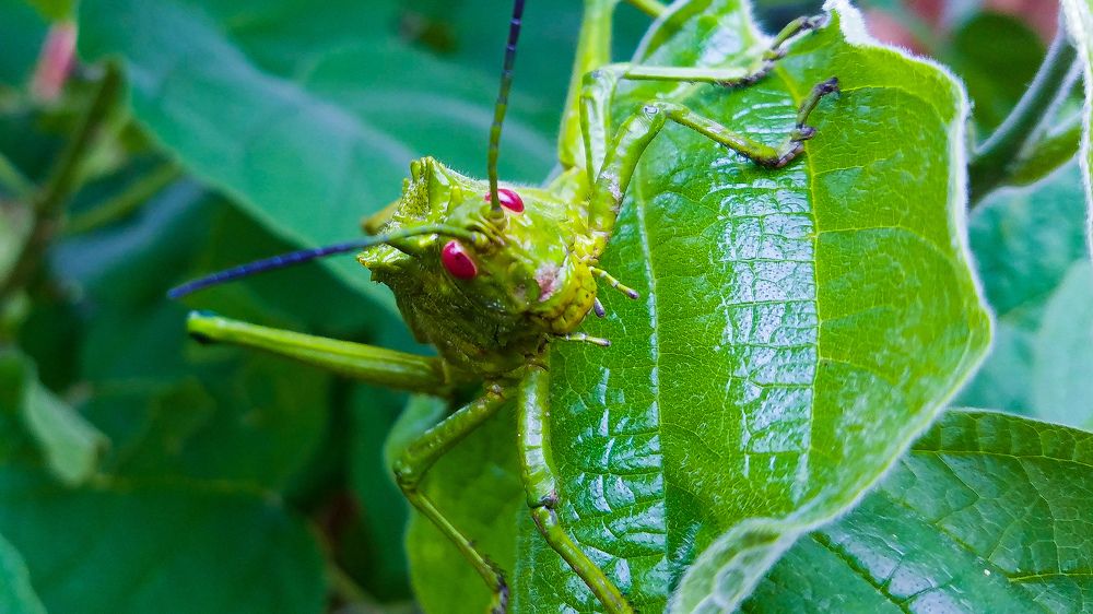Фотография автора serubogo vicentes