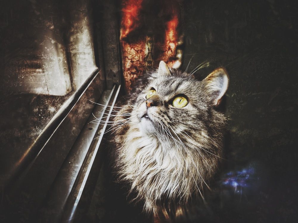 Photograph by Omar Khaled El Sayad