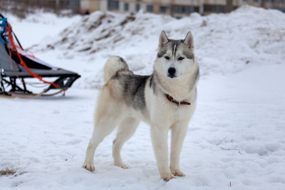 Photograph by Марат Кучкаев