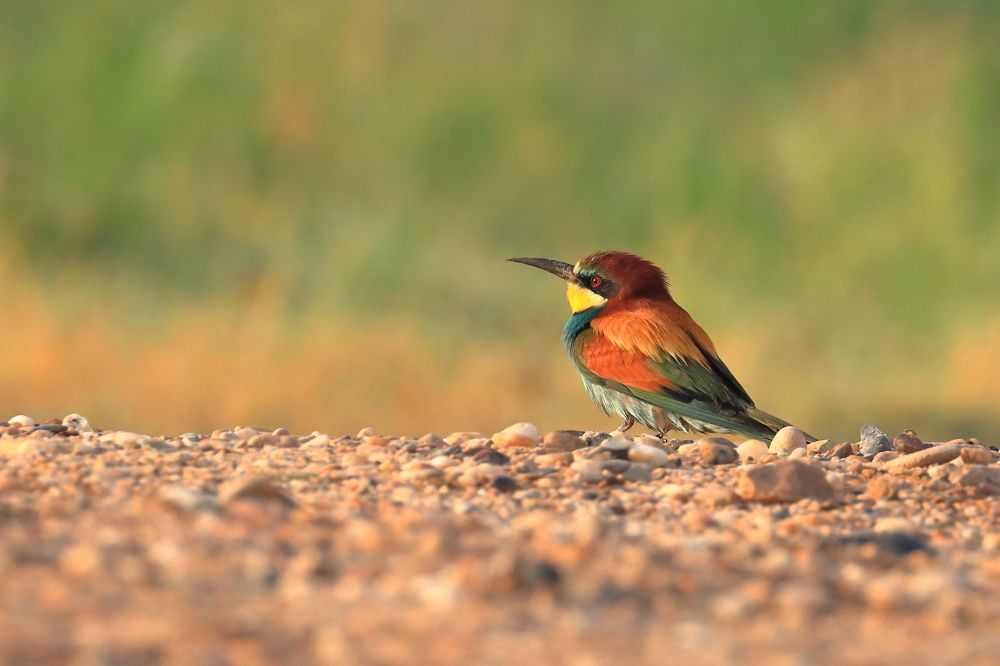 Photograph by Nijas Mohamed