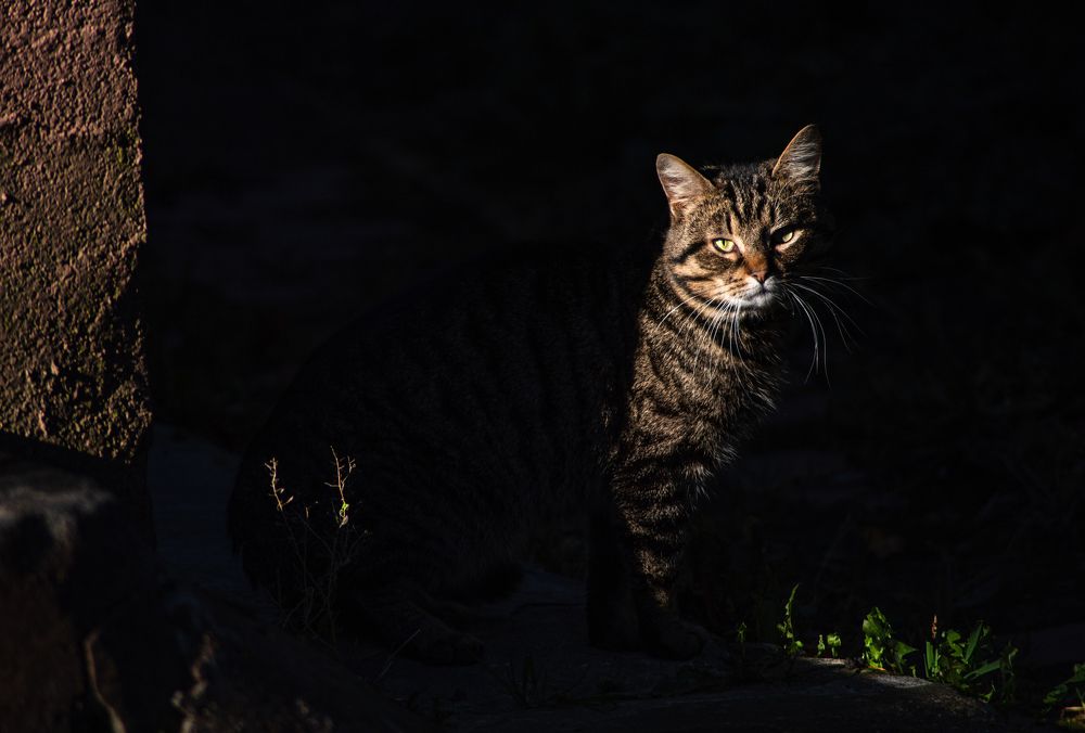 Замаскировался