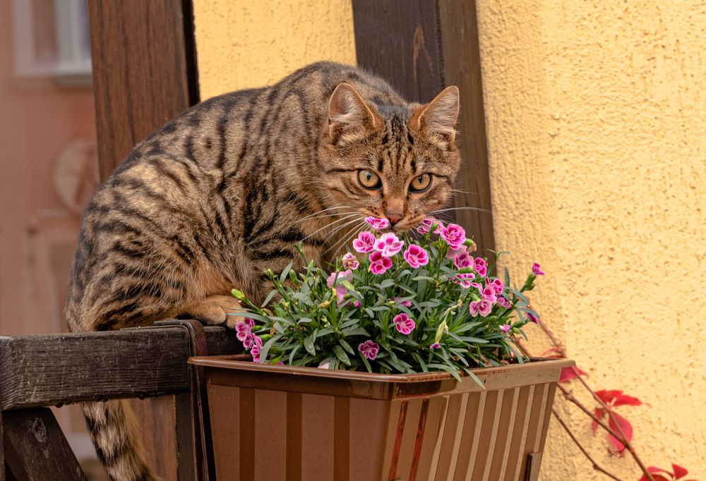 Любитель цветов