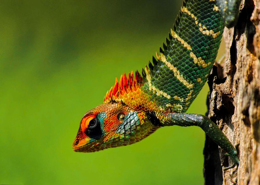 Photograph by Rohan Panchal