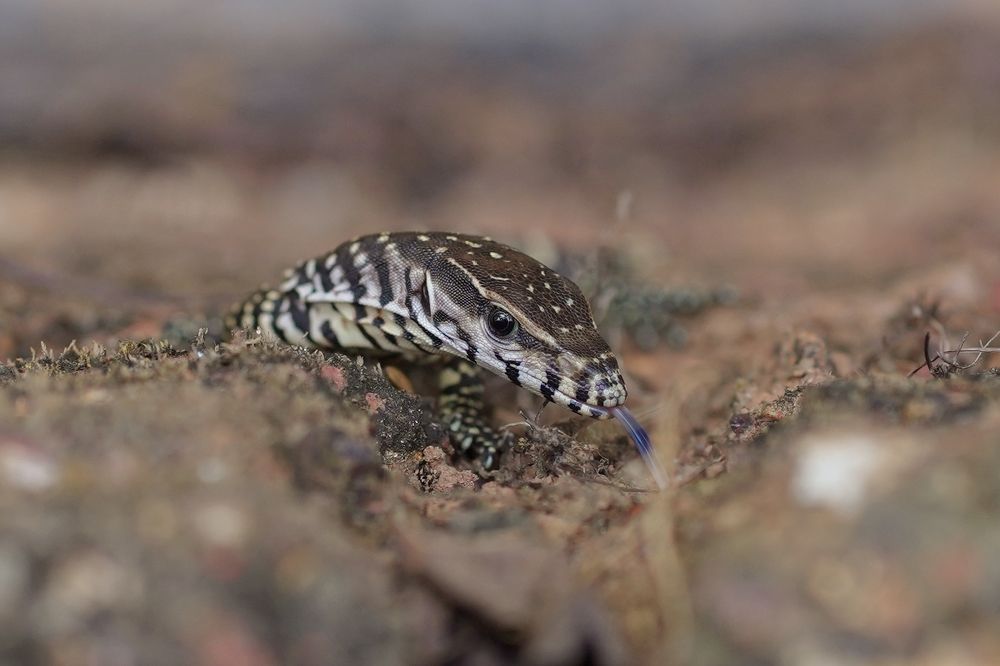 Photograph by Sarang Cheriya kottiyath