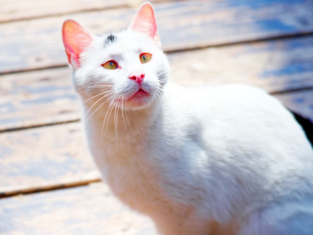 Photograph by Marius Surleac