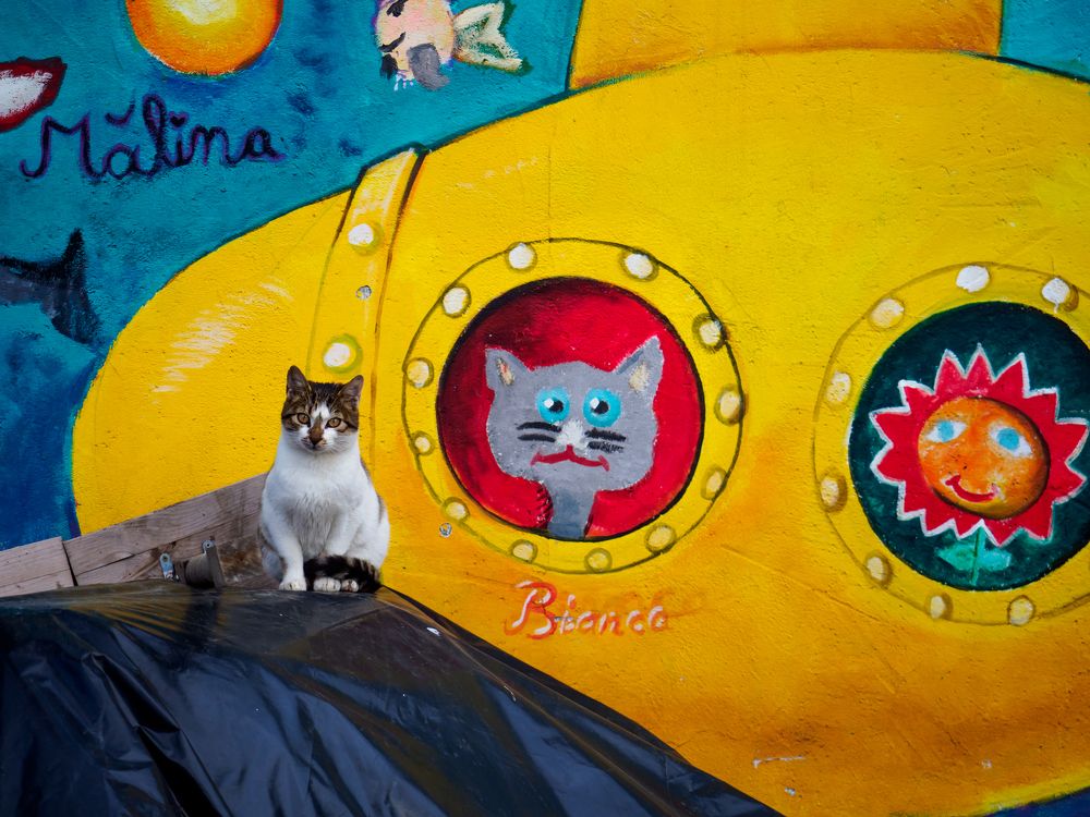 Photograph by Marius Surleac