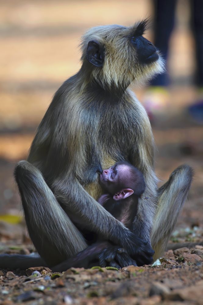 Фотография автора Arnab Biswas