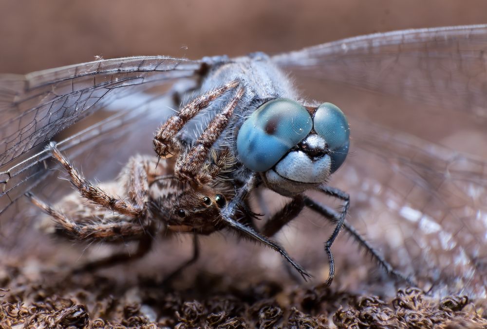 Фотография автора Kiran KV