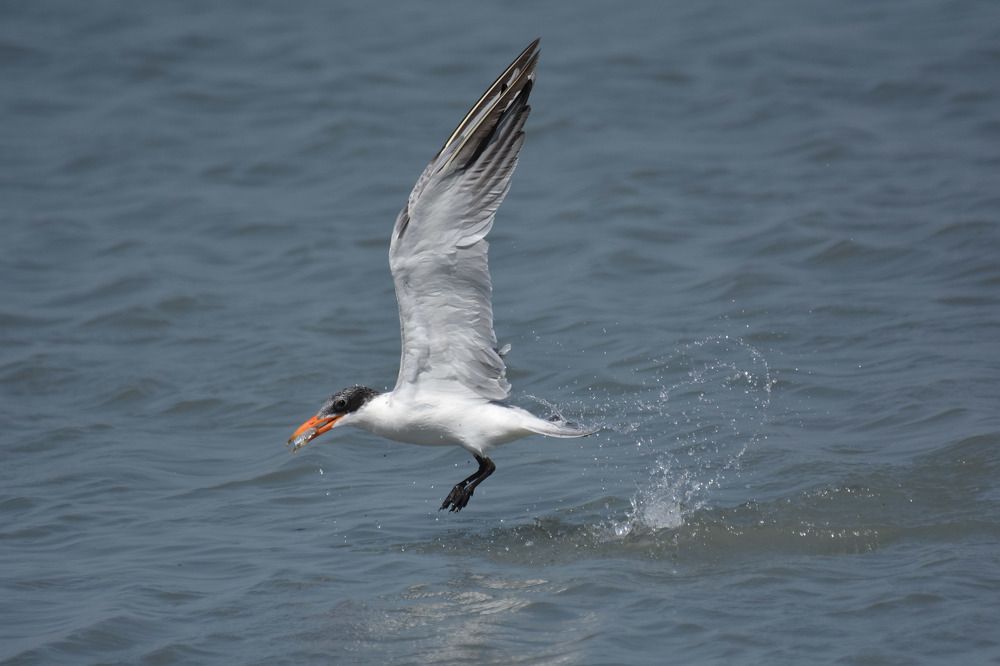 Фотография автора Mohammad