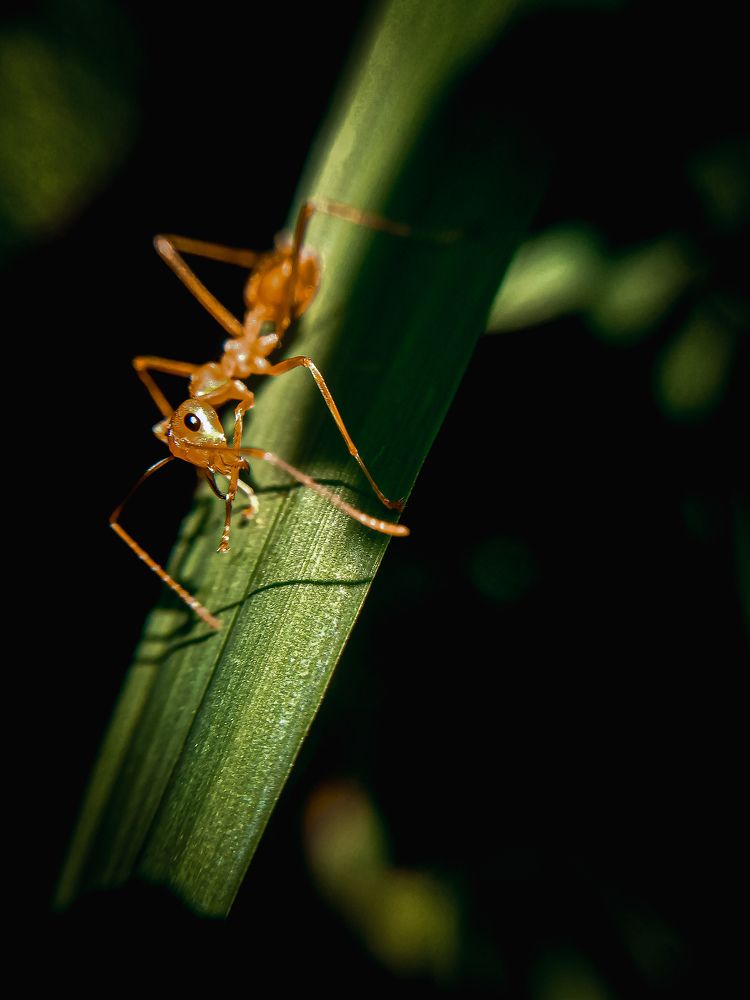 Photograph by Sona S A