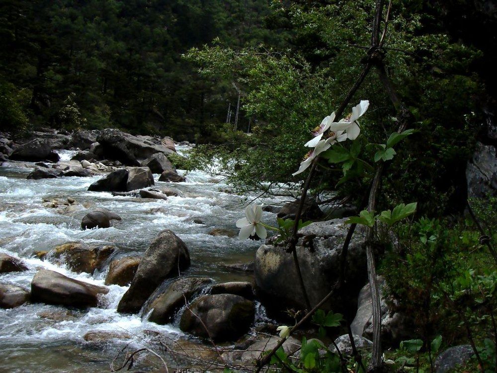 Photograph by Kamal Bhattacharjya