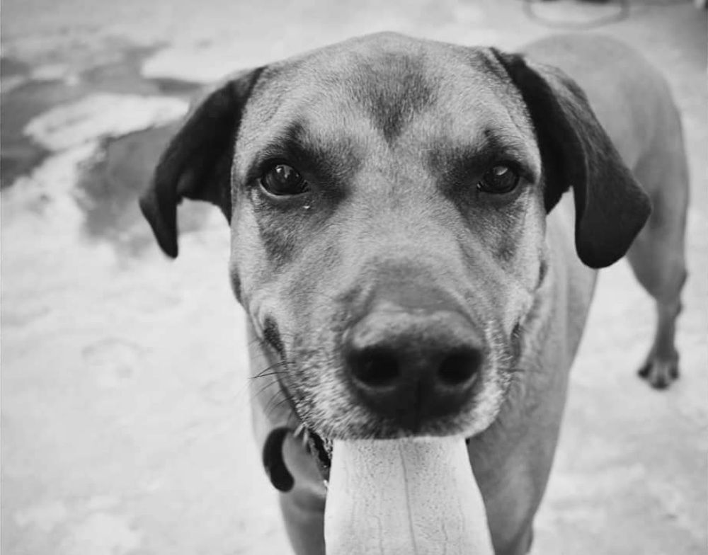 Photograph by Ricardo Paulo
