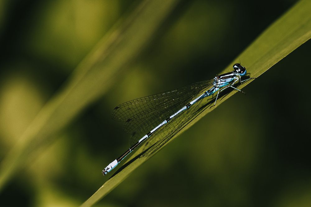 Photograph by Белицкая Наталия