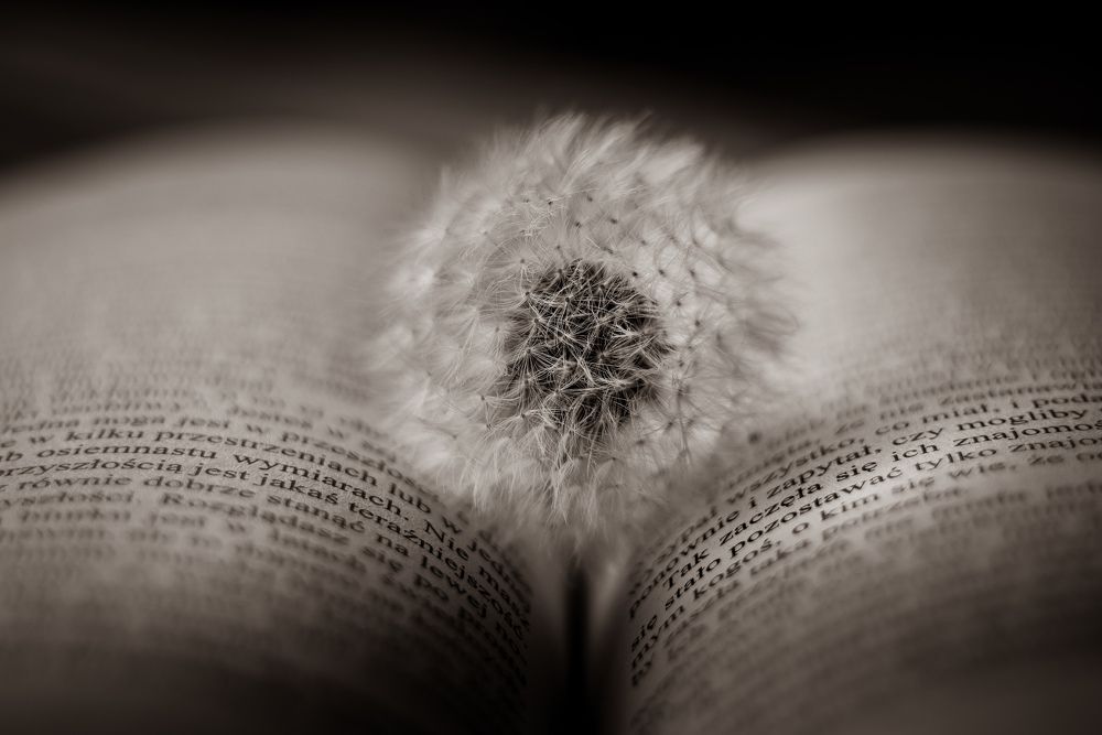 Фотография автора NIghtdream