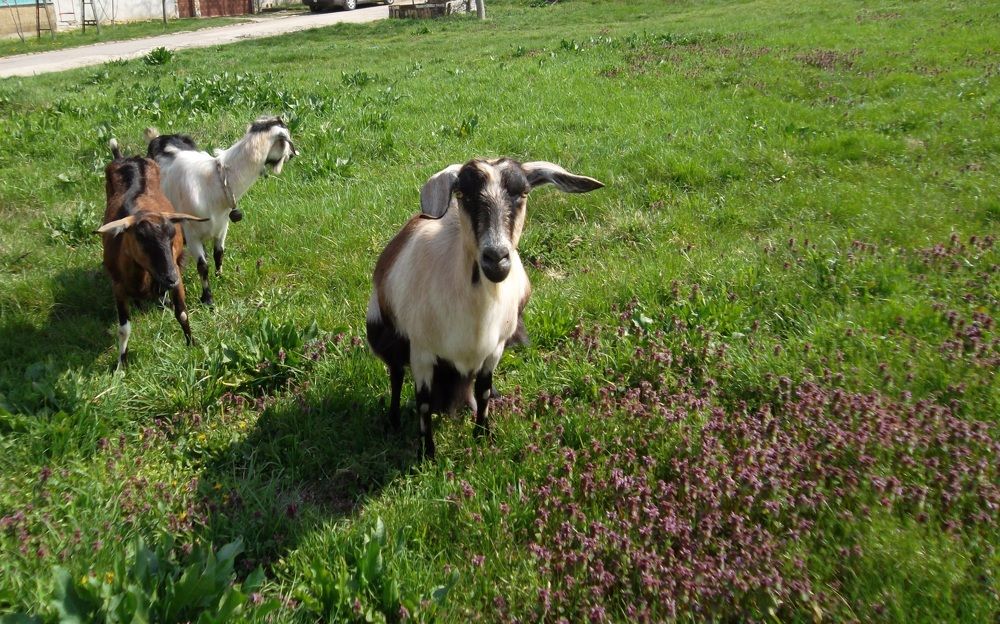 Photograph by Olga Vatkova