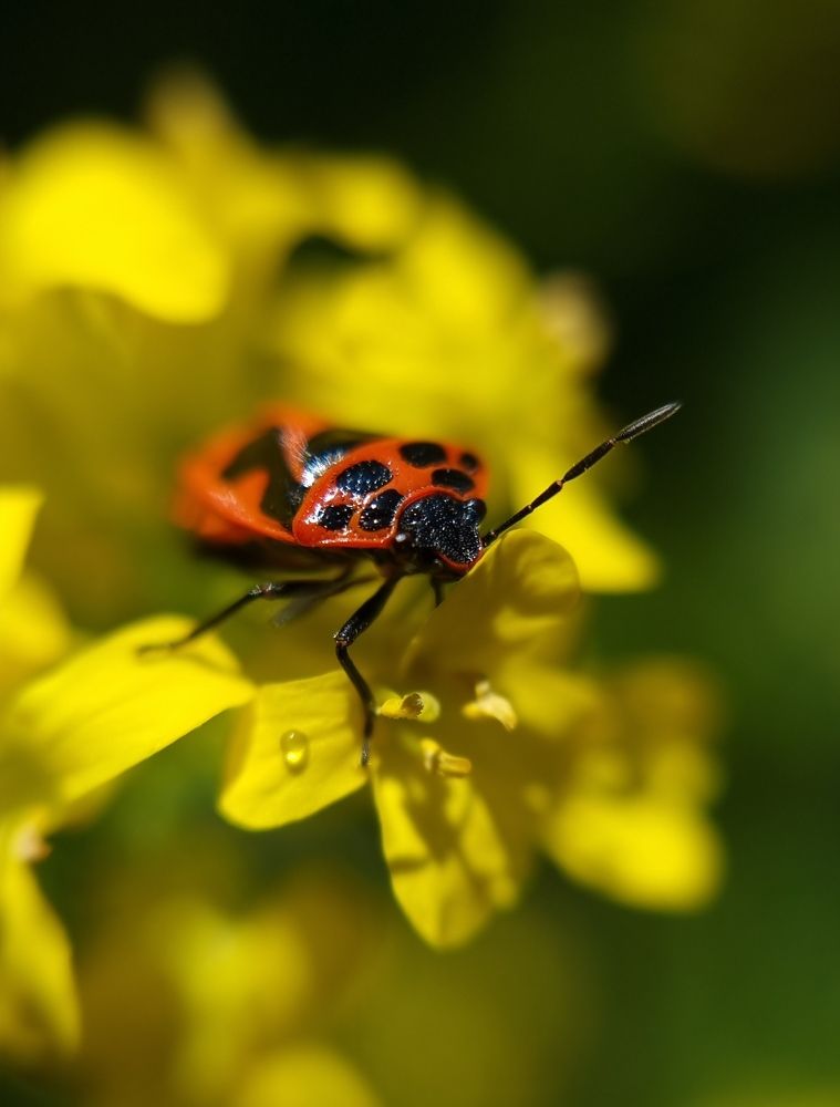 Фотография автора Юлия Вычужанина