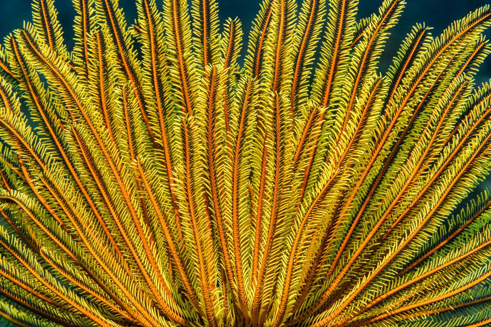 Photograph by Андрей Савин