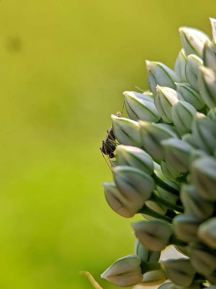 Mosquito on onion flower