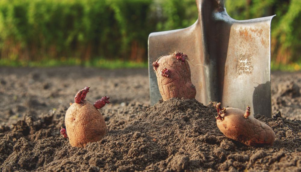 Май. Посадка