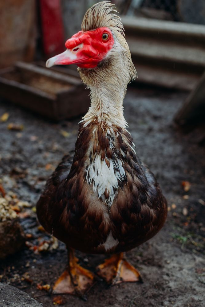 Photograph by Бедряк Юлия