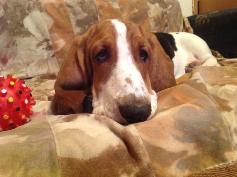 Photograph by Brightman Mitra