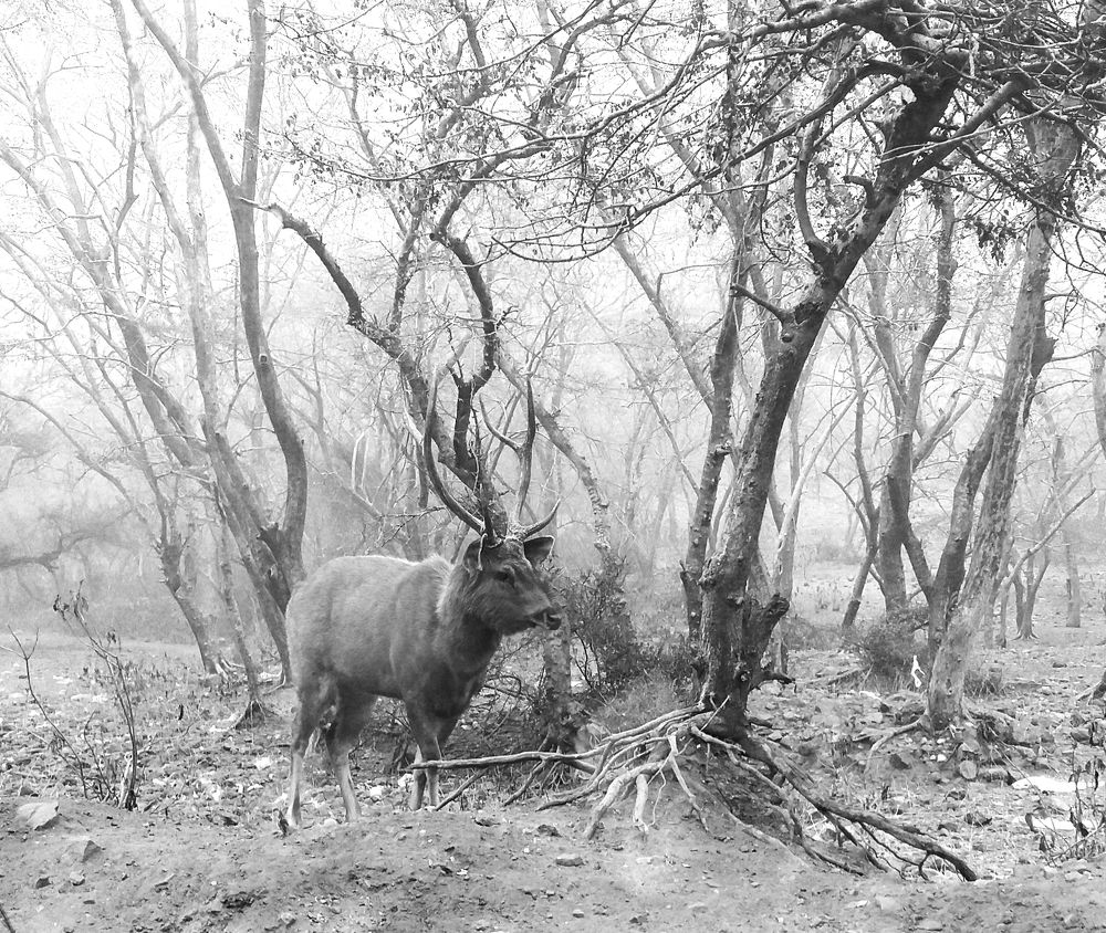 Photograph by Kapil Singh