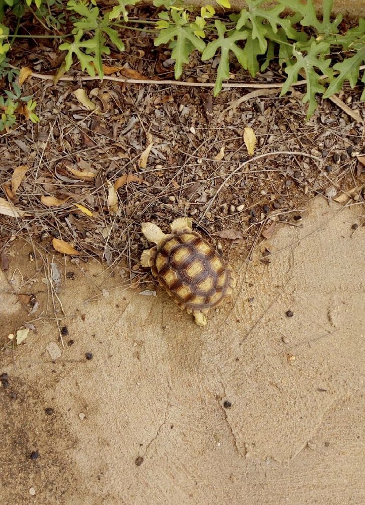 Photograph by Awab Fedail