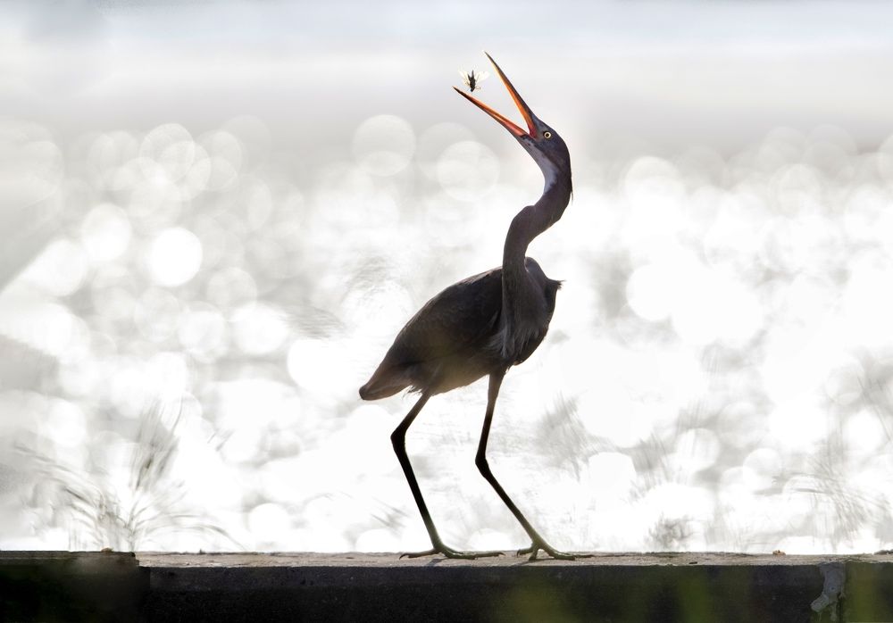 Photograph by  Sajeevkumar