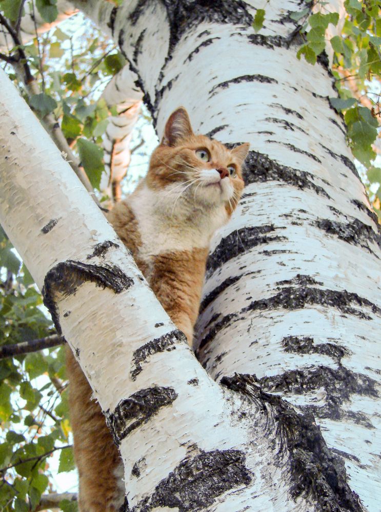 Фотография автора Оксана Сырчина