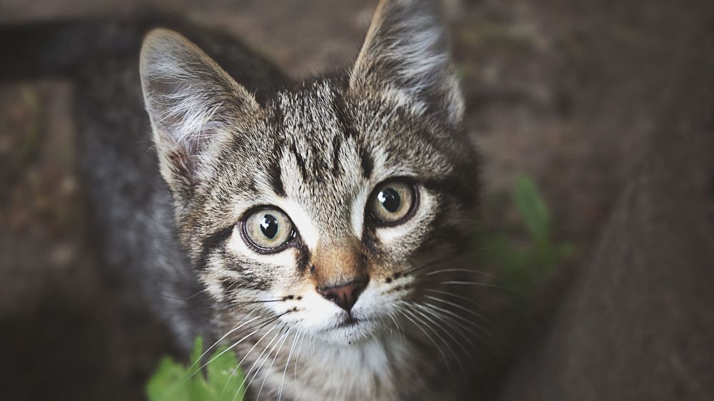 Photograph by Людмила Железнова